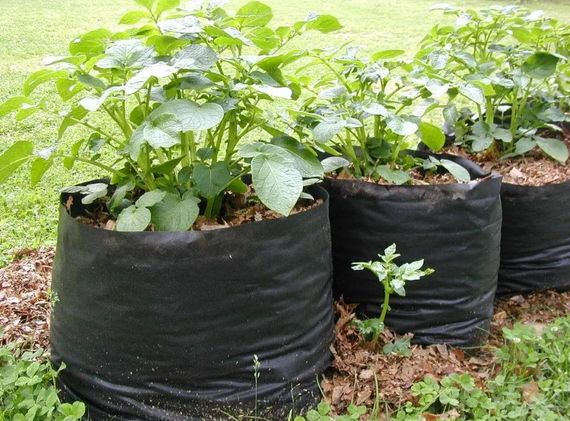 Рукав для розсади Shadow 80 мм х500 м 40 мкн РДРЧ00001 | Зображення 1