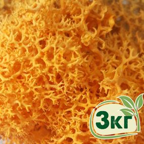 Стабілізований мох ягель Жовтий осінній 3 кг