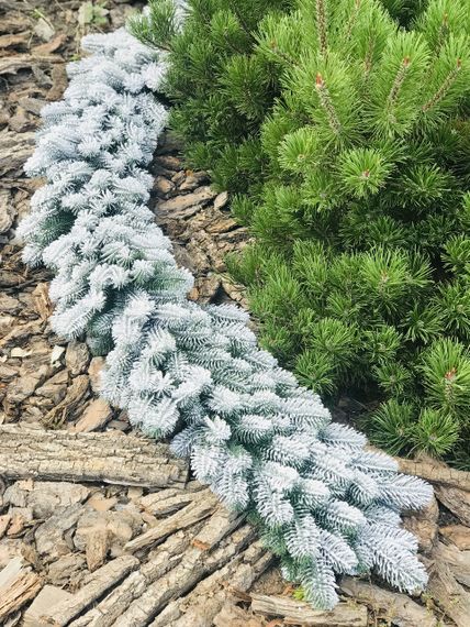 Гирлянда хвойная Lux литая 1,2 м заснеженная | Зображення 7