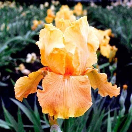 Ірис Apricot Silk (кореневища)