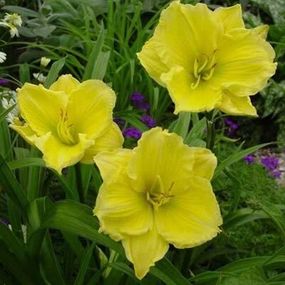 Лілейник Buttercup Parade (саджанці)