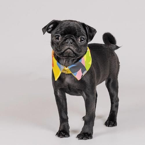 Воротник Pet Fashion «Bright» для собак, размер S-M, желтый | Зображення 1