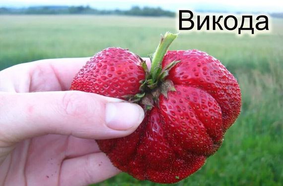 Полуниця Вікода (зднього терміну дозрівання)