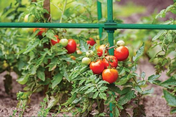 З'єднувач Bradas кутовий для садових опор 20 мм 10 шт TYLK20 | Зображення 1