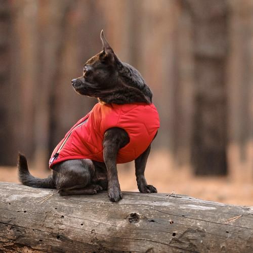 Жилет Pet Fashion «E.Vest» для собак, размер M, червоний | Зображення 4