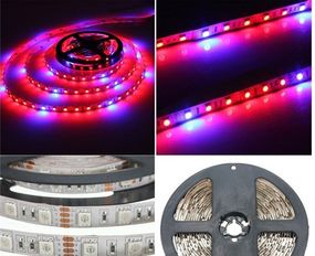 Світлодіодна фіто стрічка SMD 5050 (60 LED / m)  660-460nm (4:1)  IP20 Premium