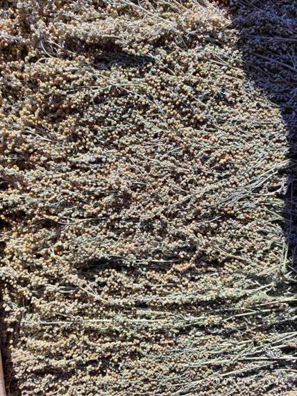 Полинь гірка (трава з цвітом), 1кг.