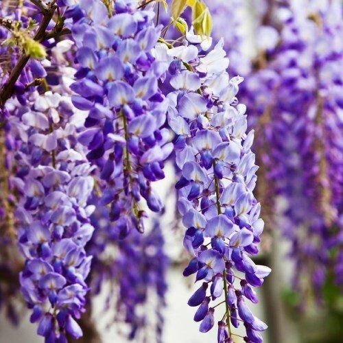 Вистерия (гліцинія) Sinensis (саджанці) | Зображення 1