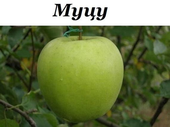 Яблуня Мутсу (зимова) | Зображення 4