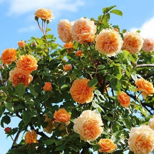 Троянди Crown Princess Margareta (саджанці) | Зображення 3