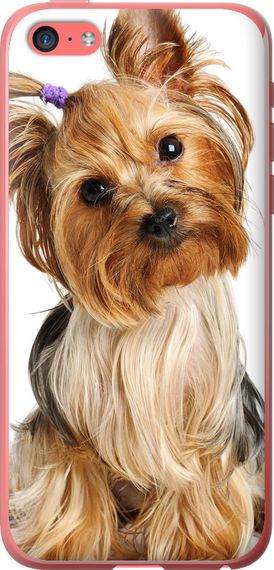 Чехол на iPhone 5c Йоркширский терьер с хвостиком "930u-23-17620"