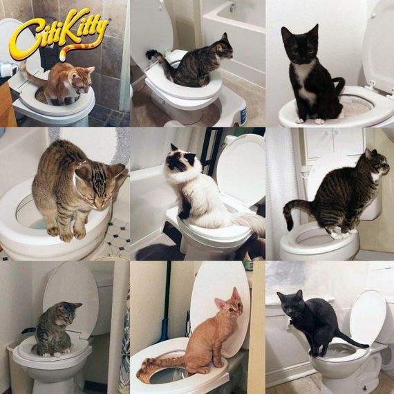 Система приучения кошек к унитазу Туалет для кота Citi Kitty Cat Toilet Training | Зображення 4