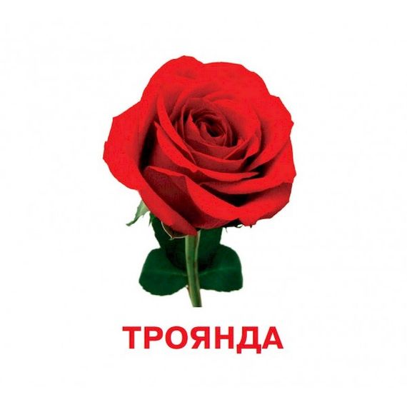 Развивающие карточки для детей Цветы J012y, 18 картинок | Зображення 2