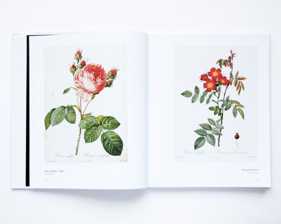 Великі художники П'єр-Жозеф Редуте. Redoute the bible of rose мистецтво живопис книги для художників | Зображення 5
