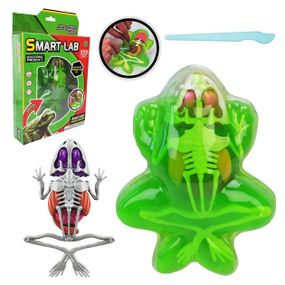 Детский лабораторный набор Лягушка 801B, скелет, внутренние органы