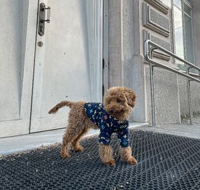 Толстовка LV синя Y-254