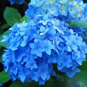 Гортензія Nikko Blue (саджанці)