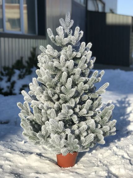 Ялинка Traditional лита в горщику 90 см засніжена новинка | Зображення 1
