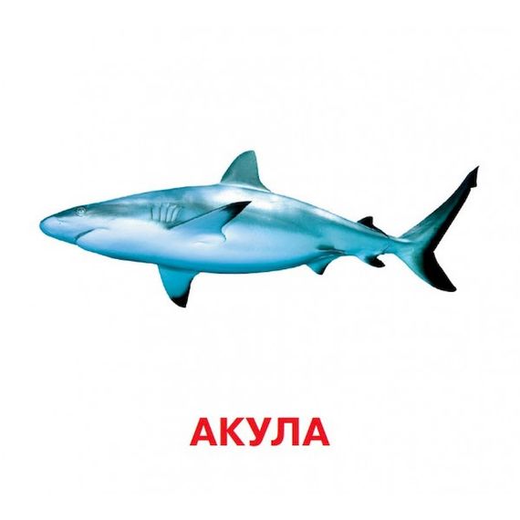 Розвиваючі картки для дітей Хто у воді живе J802у, 18 картинок | Зображення 3