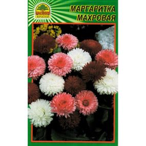Насіння Маргаритка махрова 100 шт. (Насіння країни)