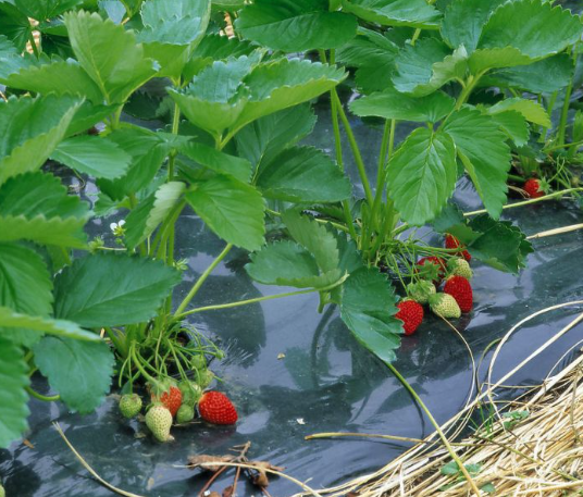 Плівка Мульча Shadow 30 мкм 1,2 м*10 м в  плівка поліетиленова для мульчування пакетована | Зображення 6