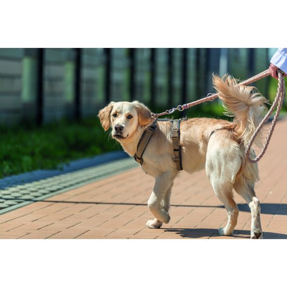 Повідок Trixie Cavo для собак регульований S–M 2 м діаметр 12 мм рожево-пісочний | Зображення 4