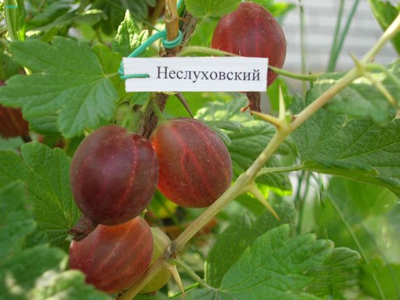 Аґрус Несухів | Зображення 1