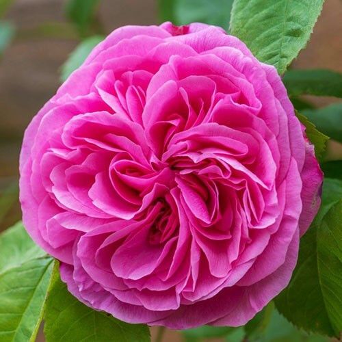 Троянда Gertrude Jekyll (саджанці) | Зображення 1