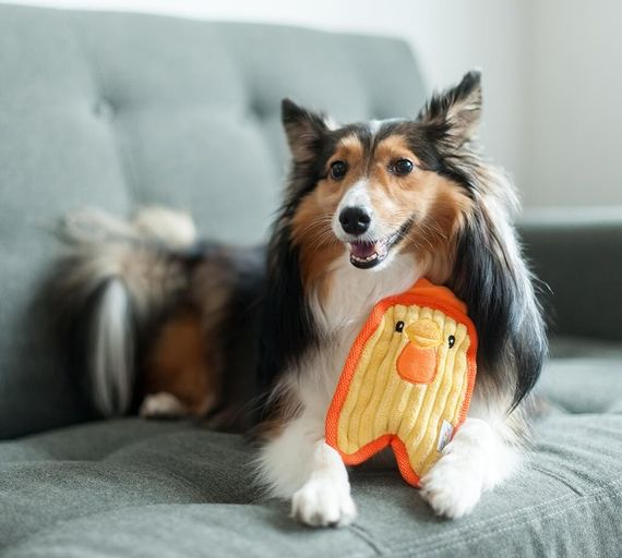 Игрушка для собак OutwardHound Invincibles Minis Chicky | Зображення 1