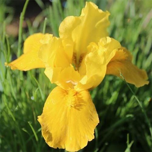 Ірис Pumila Gleaming Gold (кореневища)