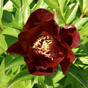 Півонія Симплі Ред (Paeonia Simply Red) кореневище