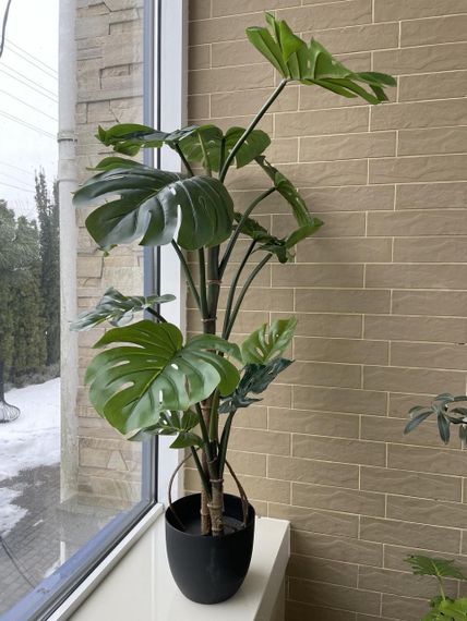 Монстера штучна 115 см у горщику | Зображення 5