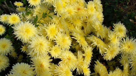 Насіння Айстра жовта голка 0,3 г (Насіння країни) | Зображення 2