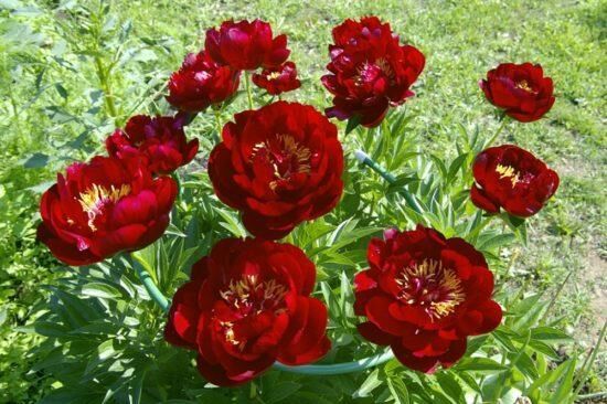 Півонія Бакай Белл (Buckeye Belle) (кореневиця)