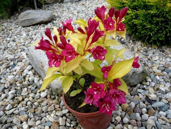 Вейгела "Aurea" (Weigela Florida) | Зображення 1