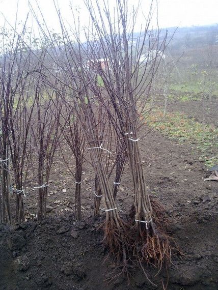 Cлива Амерс | Зображення 2