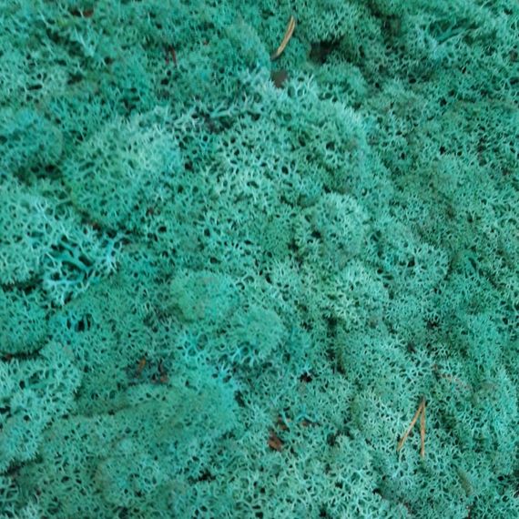 Очищенный стабилизированный мох ягель Nordic moss Изумрудный 0,5 кг | Зображення 3