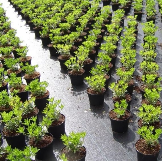 Агротканина Shadow 100 г/м² 1,1 x 50 м АТЧ000012 | Зображення 5