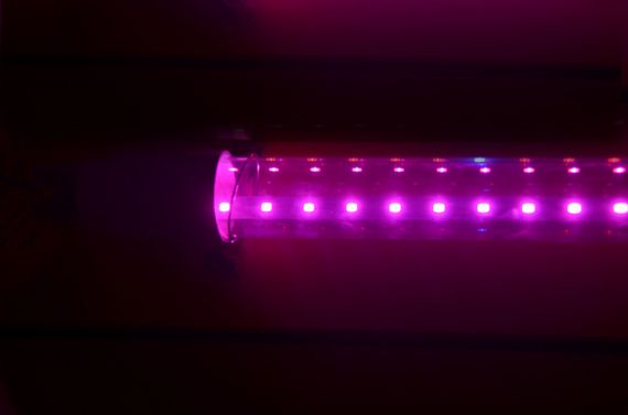 Фитолампа для растений 9W G13 Т8 Fito GROW (Red: Blue = 5:1) 220V | Зображення 5