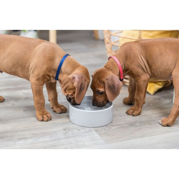 Миска Trixie для цуценят Junior керамічна 800 мл 16 см | Зображення 9