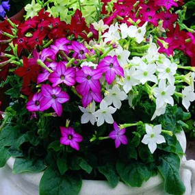 Насіння Тютюн запашний 0.1 г