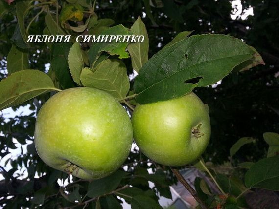 Яблуня Семиренко | Зображення 4