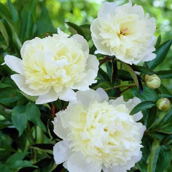Півонія Duchesse de Nemours (кореневища) | Зображення 2