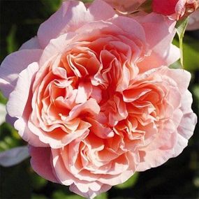Троянда Rose de Tolbiac (саджанці)