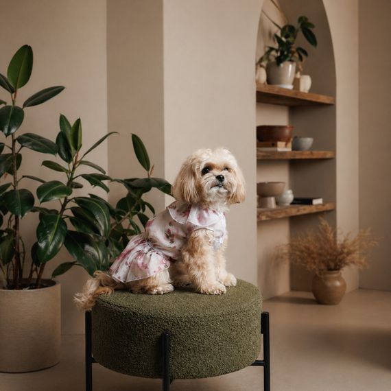 Сукня Pet Fashion Amelia для собак S | Зображення 2