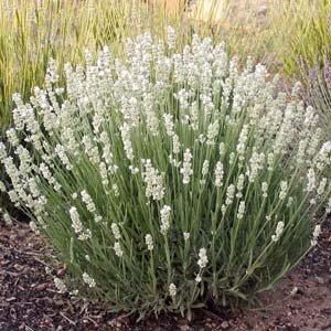 Лаванда Edelweiss (саджанціі)
