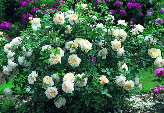 Троянди Crocus Rose (саджанці) | Зображення 3