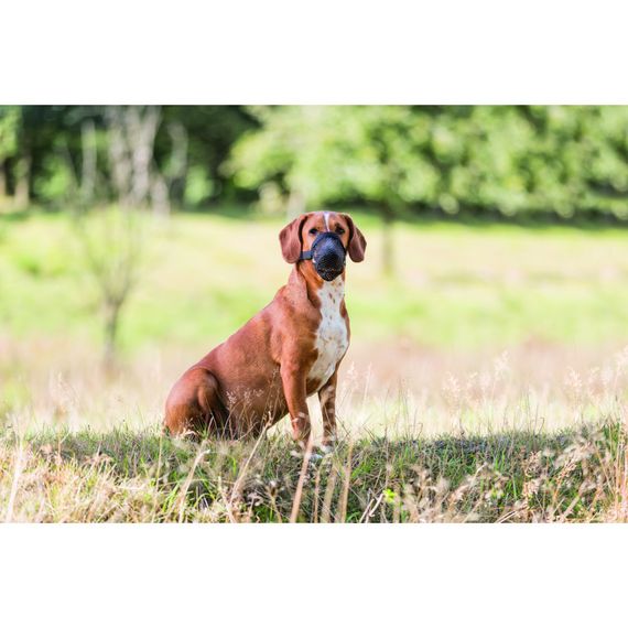 Намордник Trixie для собак для захисту від ядів L чорний | Зображення 7