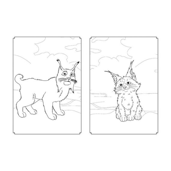 Розмальовка Магія кольору. Магічний Ліс Ранок 1807003 з наклейками | Зображення 1