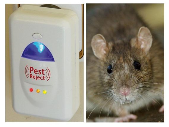 Средство для уничтожения грызунов и насекомых Pest Reject | Зображення 1